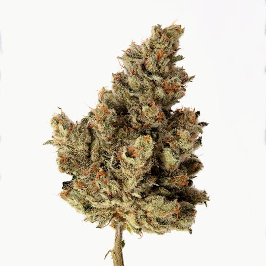 Cannassentials - Ice Cream Man - 1