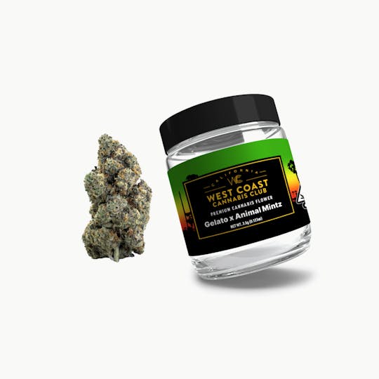 West Coast Cannabis Club - WCCC | Gelato 41 x Animal Mints - 1