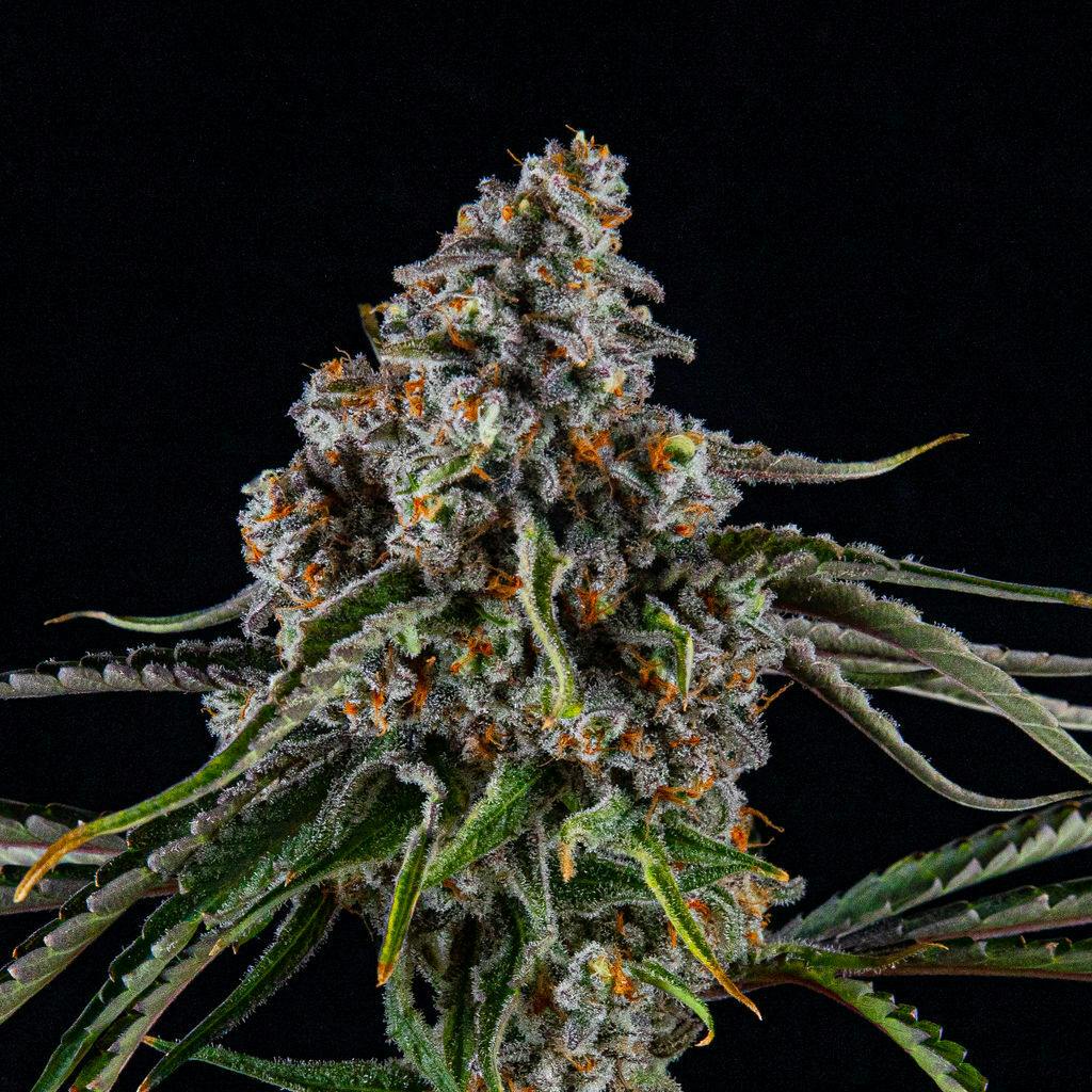 Zenoa - Mac Flurry - 1