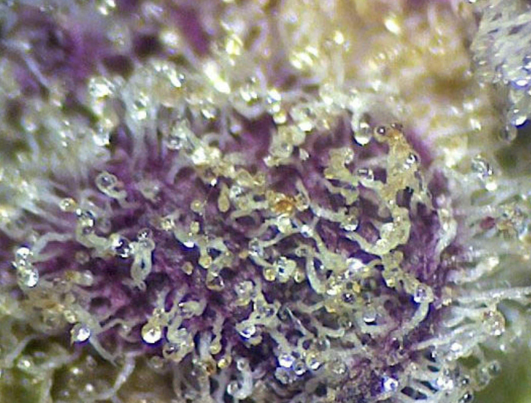 Harbor Country Cannabis - Animal Mints BX1 (Snugs 1/4 oz) - 1