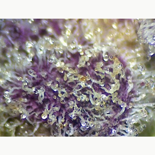 Harbor Country Cannabis - Animal Mints BX1 (Snugs 1/4 oz) - 1