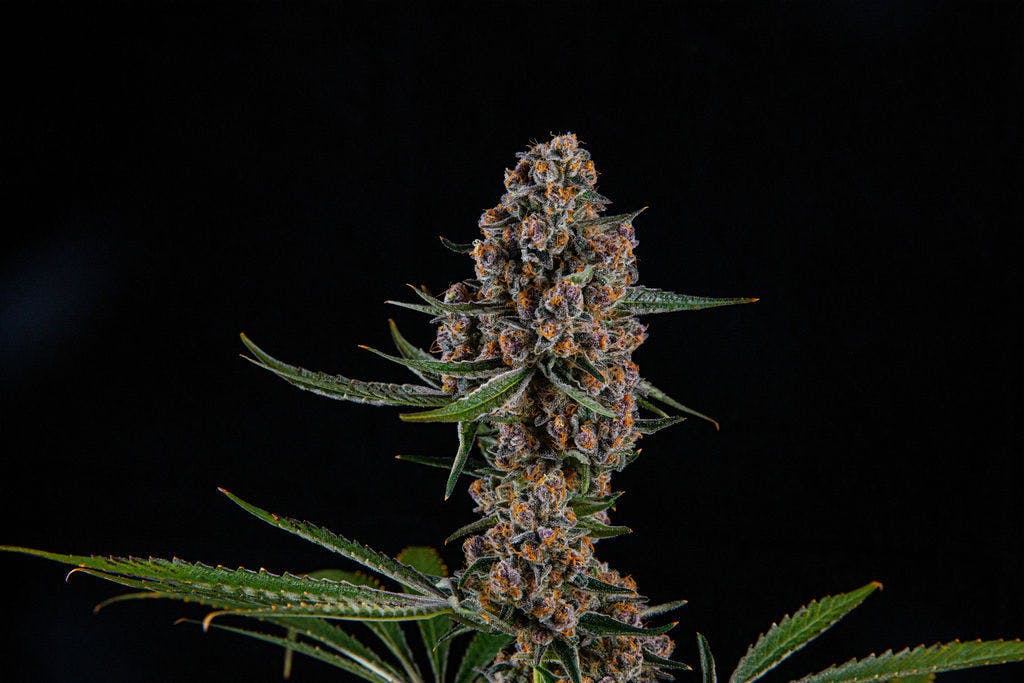 Zenoa - Superboof - 1