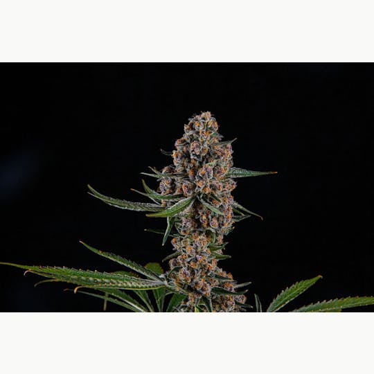 Zenoa - Superboof - 1