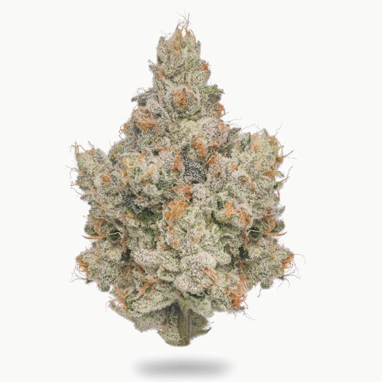 Northern Emeralds - Vanilla Biscotti - 1