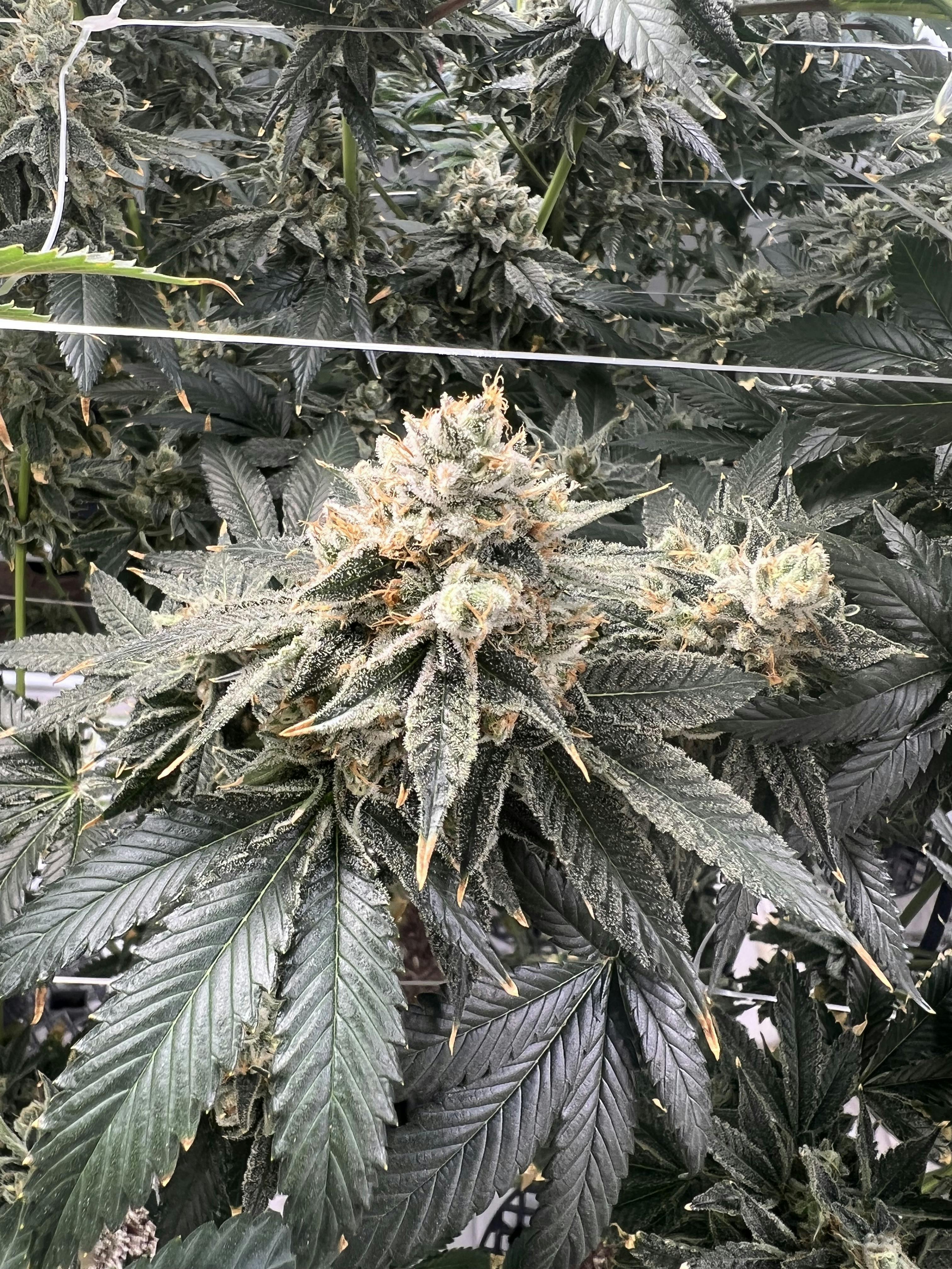 Your Green Thumb - Grandpa's Cookies - 1
