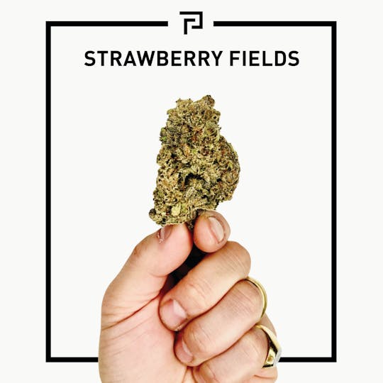 Primitiv - Strawberry Fields | 3.5g Flower - 1