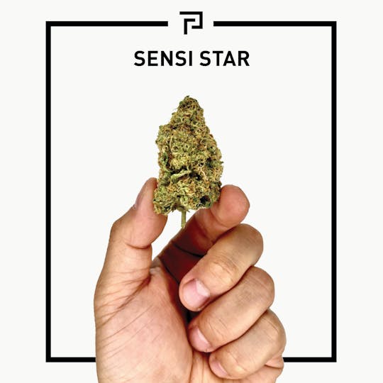 Primitiv - Sensi Star | 3.5g Flower - 1