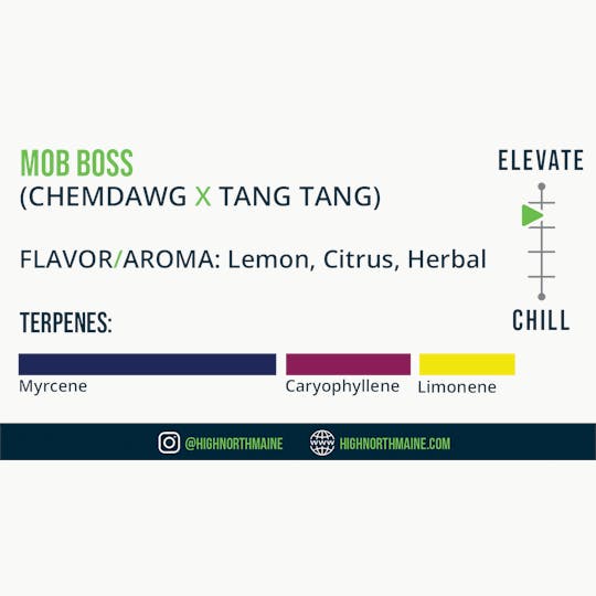 Wellness Connection - Mob Boss - 1