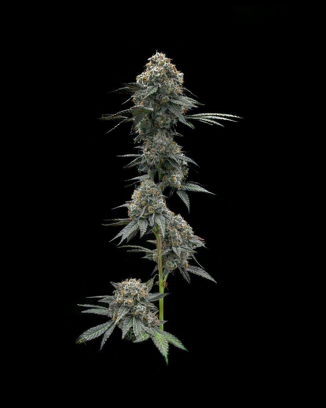 Society C - Society C | Gastro Pop - 1