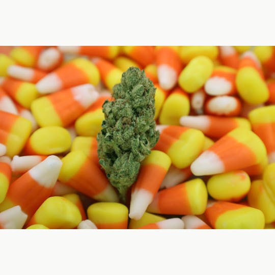 Trusty Transportations - Zombie Head 8th/3.5 Grams (31% THC, Indica) - 1