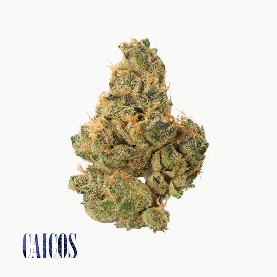 Traditional - Traditional - Caicos Minis 5G - 1