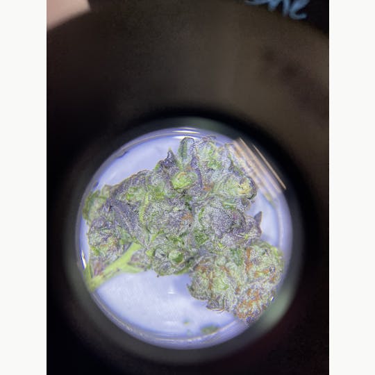 Trusty Transportations - Extreme Cream Live Flower 8th/3.5Grams (24% THC, Indica) - 1