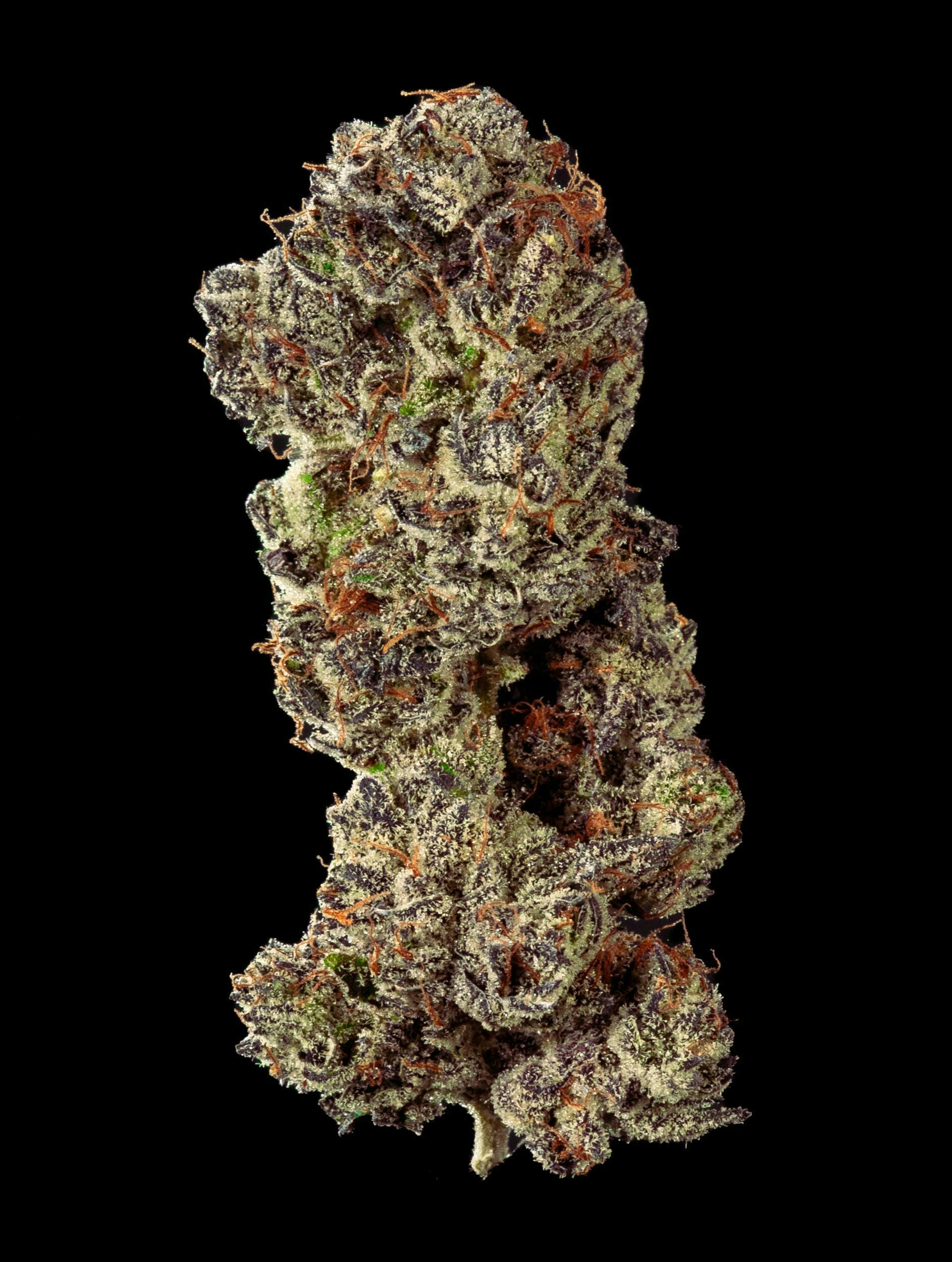 Garden First Cannabis - White Truffle by Garden First - 1