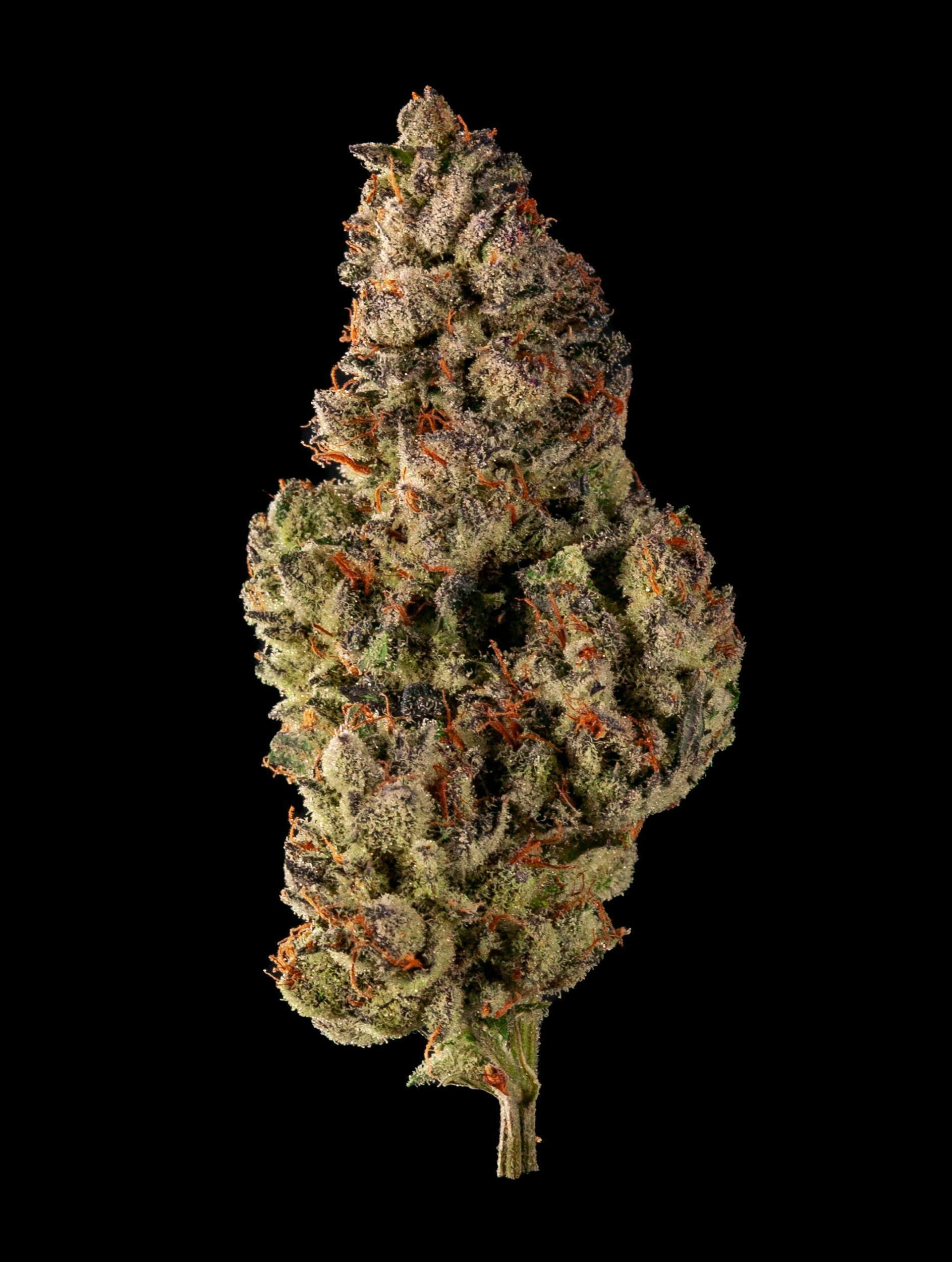 Garden First Cannabis - Grape Cream Cake by Garden First - 1