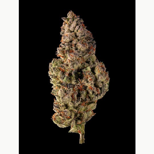 Garden First Cannabis - Grape Cream Cake by Garden First - 1