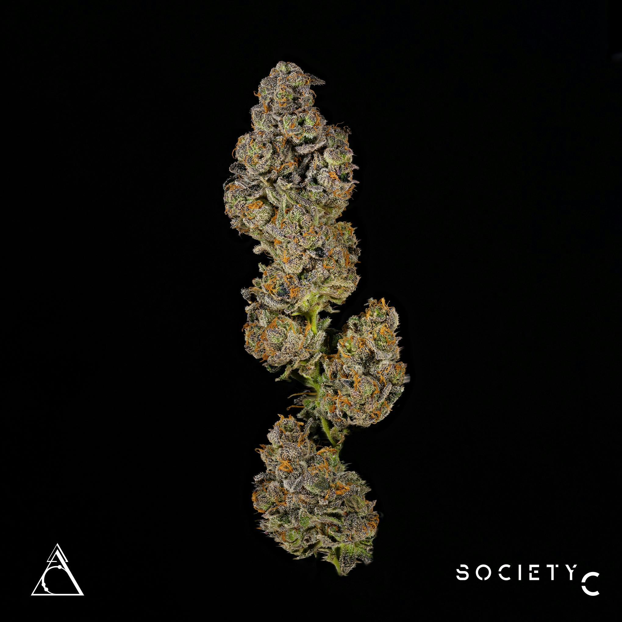 Society C - Society C | El Chivo - 1