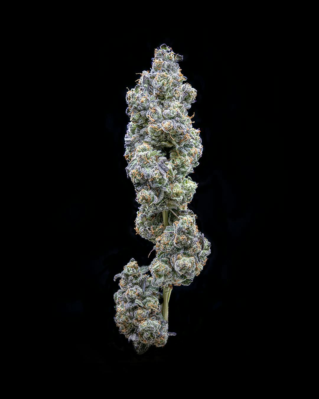 Society C - Society C | El Chivo | Big Buds | 3.5g - 1