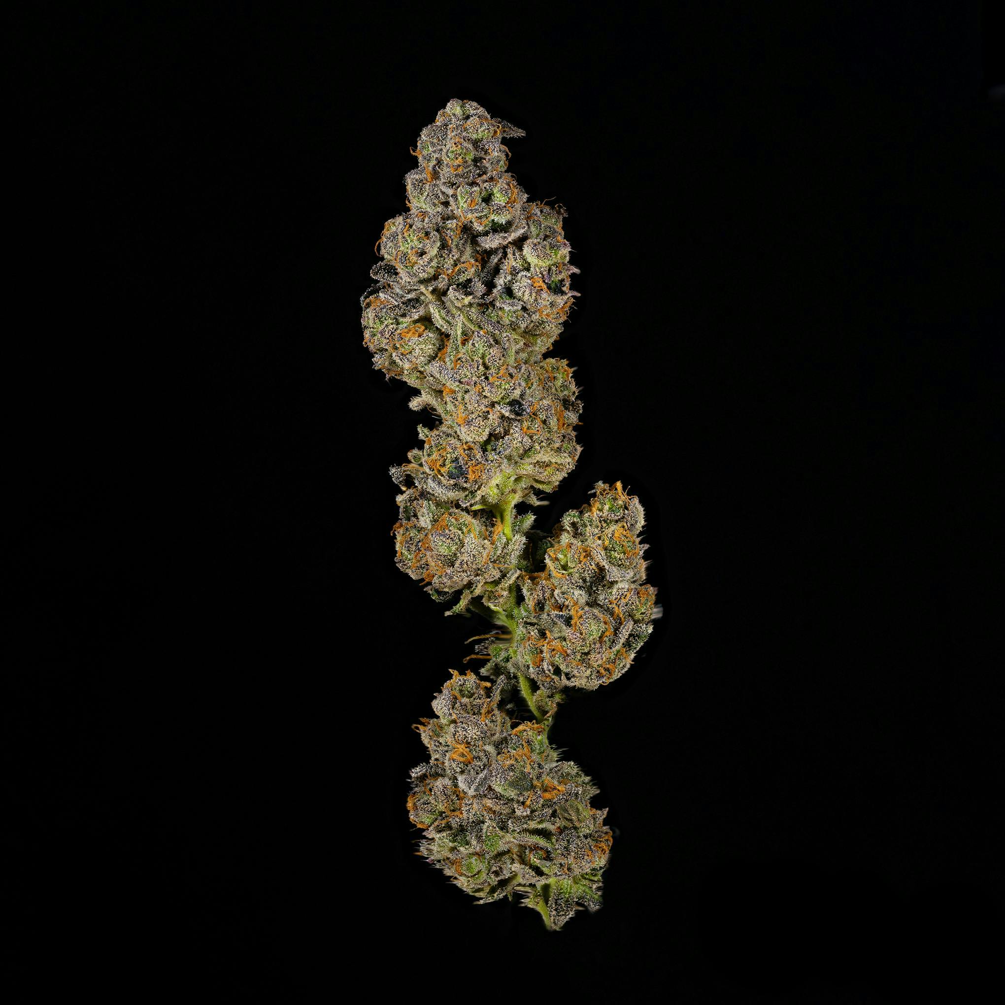 Society C - Society C | El Chivo | Joints | 1g - 1
