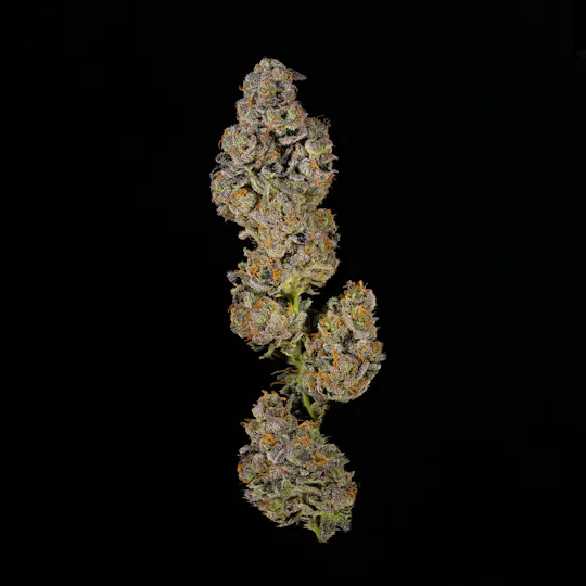 Society C - Society C | El Chivo | Joints | 1g - 1