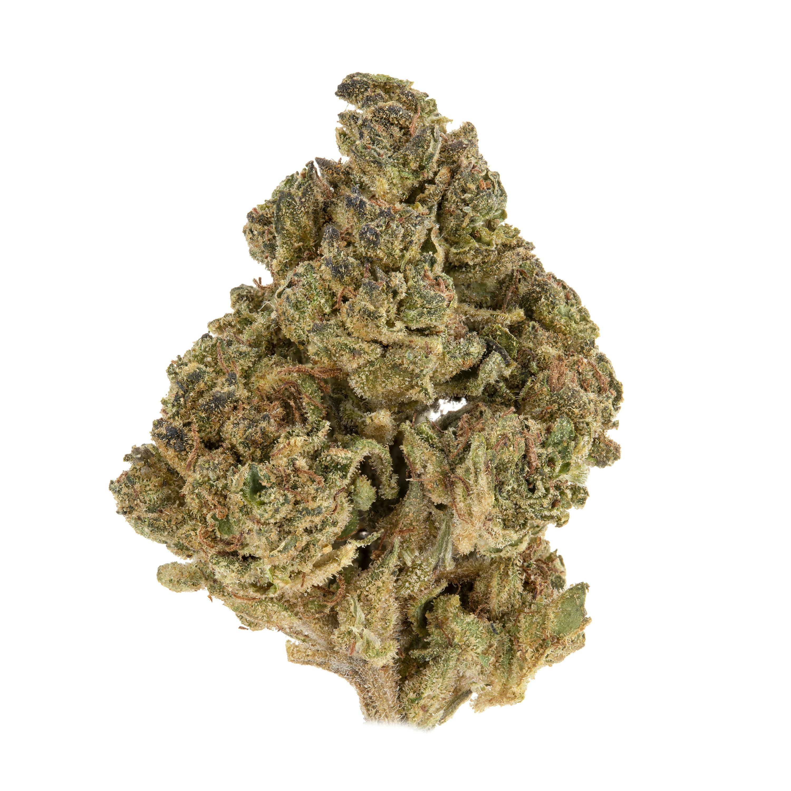 Casacanna - Northern Nights - 1