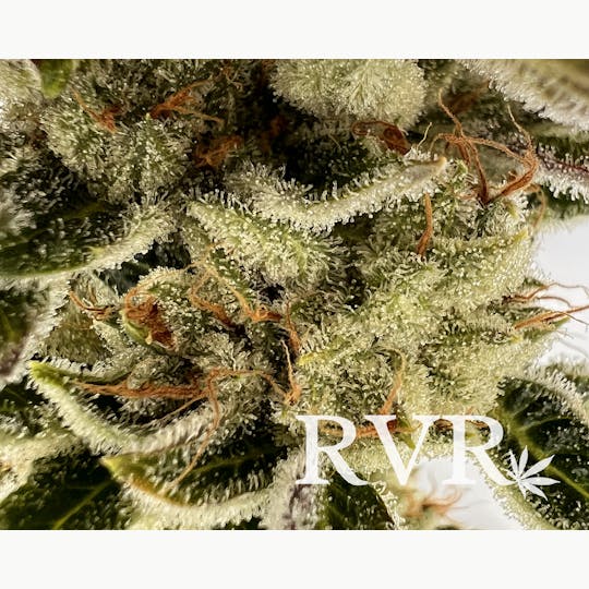 River Valley Relief - Chem Dawg Indica Flower 3.5g Jar - 1