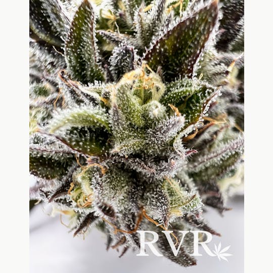 River Valley Relief - Ice Cream Cake Indica Hybrid Flower 3.5g Jar - 1