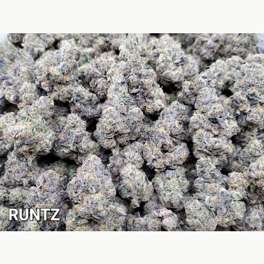 The Fence - Runtz - 1