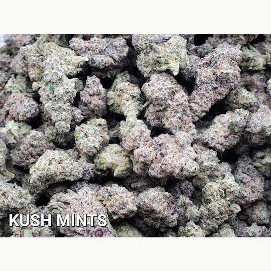 The Fence - Kush Mintz - 1