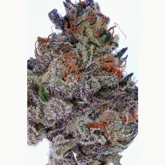 KushCompany - Sour Sage OG - 1