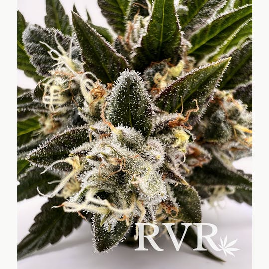River Valley Relief - Ice Cream Man Hybrid Flower - 1