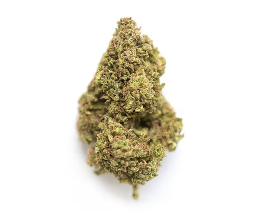 Primitiv - Gelonade | 3.5g Flower - 1