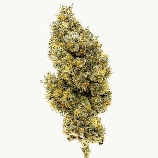 Northern Emeralds - Paloma Paradise - 1