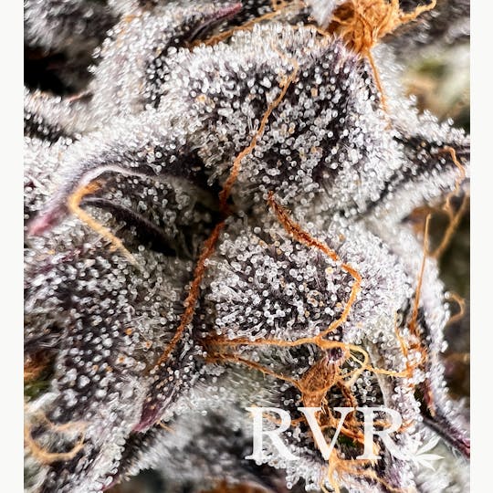 River Valley Relief - Divinity 35 Hybrid Flower - 1