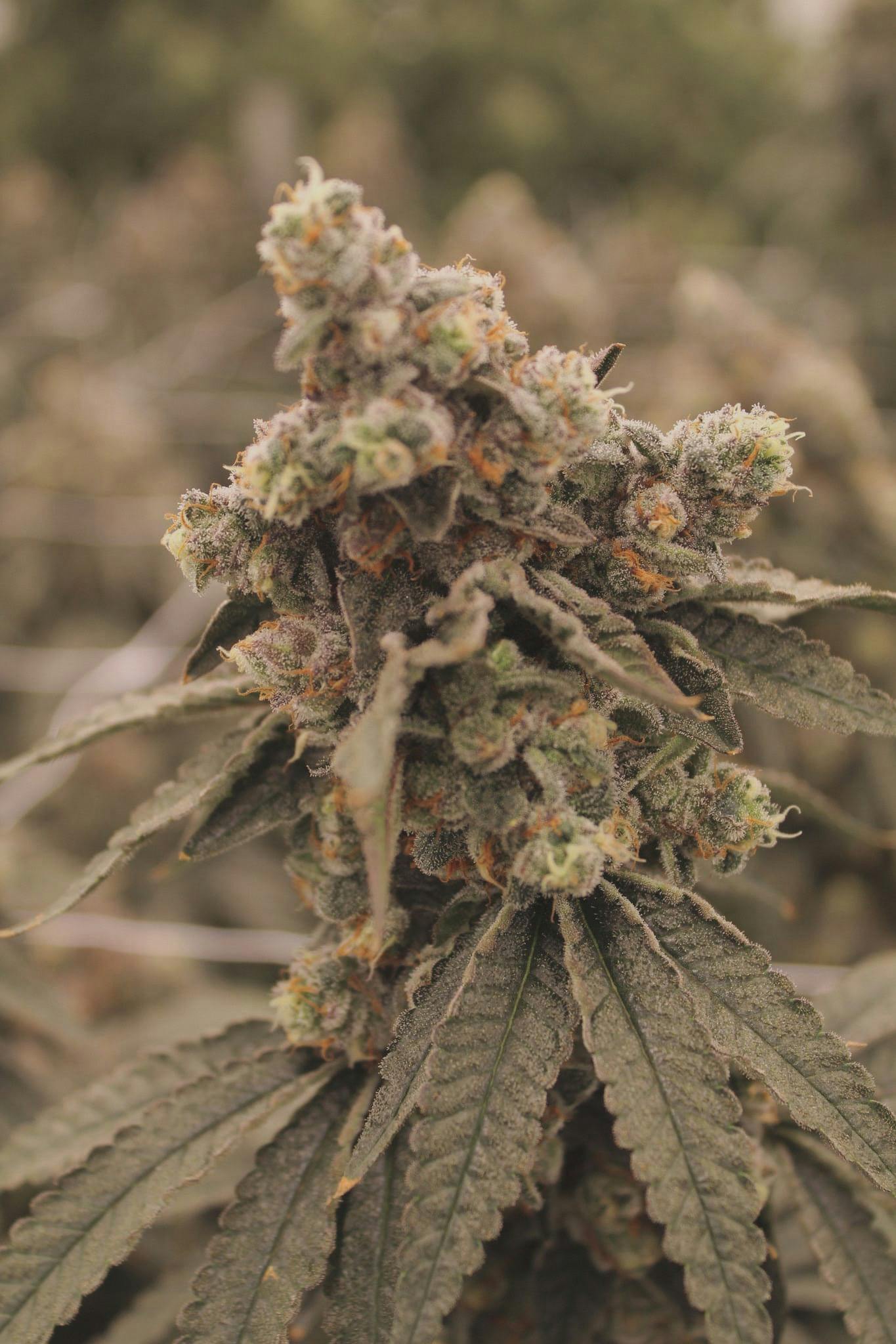 LSF Cherry Lime Runtz 1g Preroll LightSky Farms