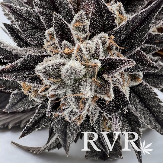 River Valley Relief - Key Lime Pie Hybrid Flower - 1