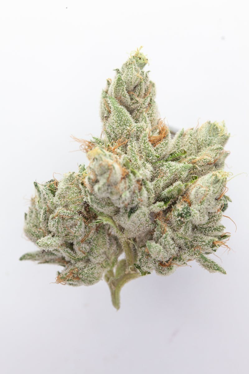 P37 - P37 | Casper OG | Big Buds - 1