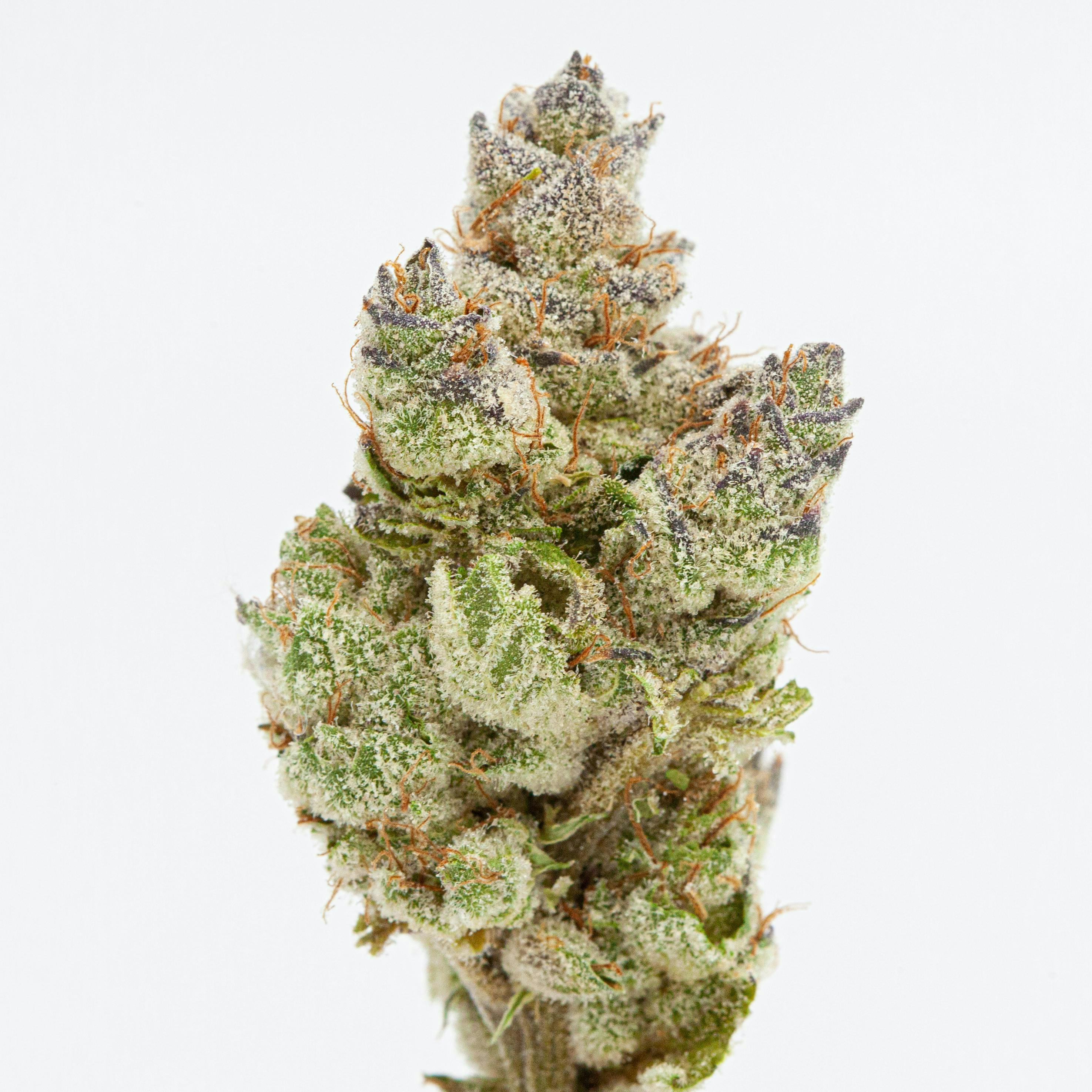P37 - P37 | Champagne Patties | Big Buds - 1