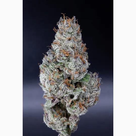 P37 - P37 | Code Red | Big Buds - 1