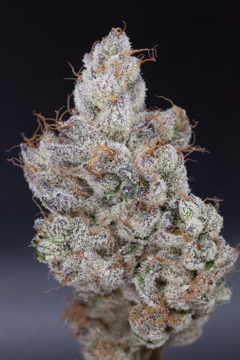 P37 - P37 | Drip Station | Big Buds - 1