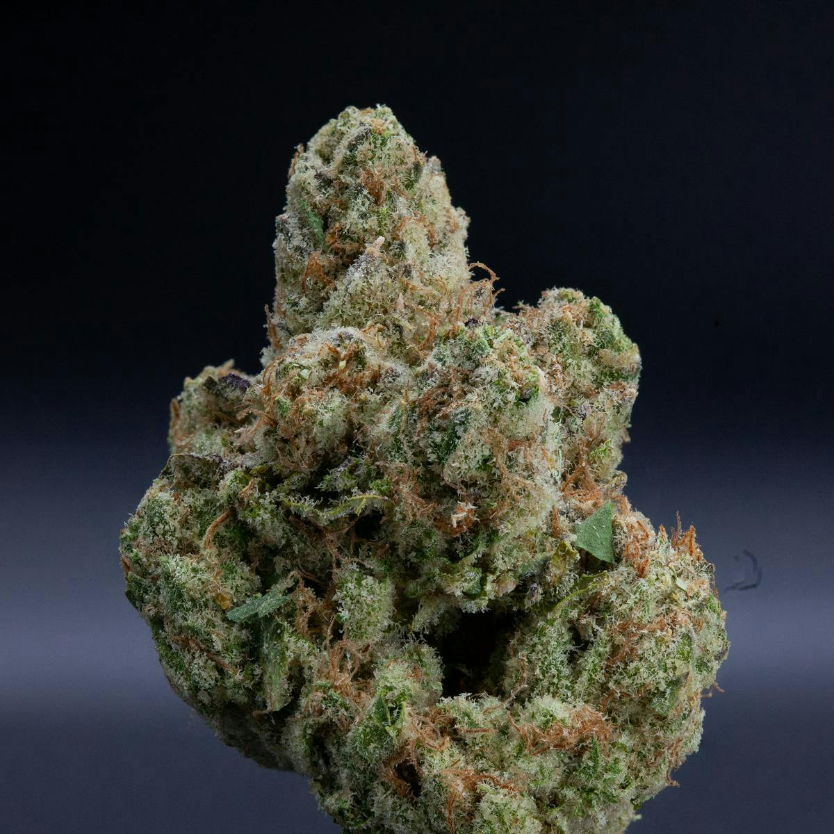 P37 - P37 | Fruit Pie | Big Buds - 1