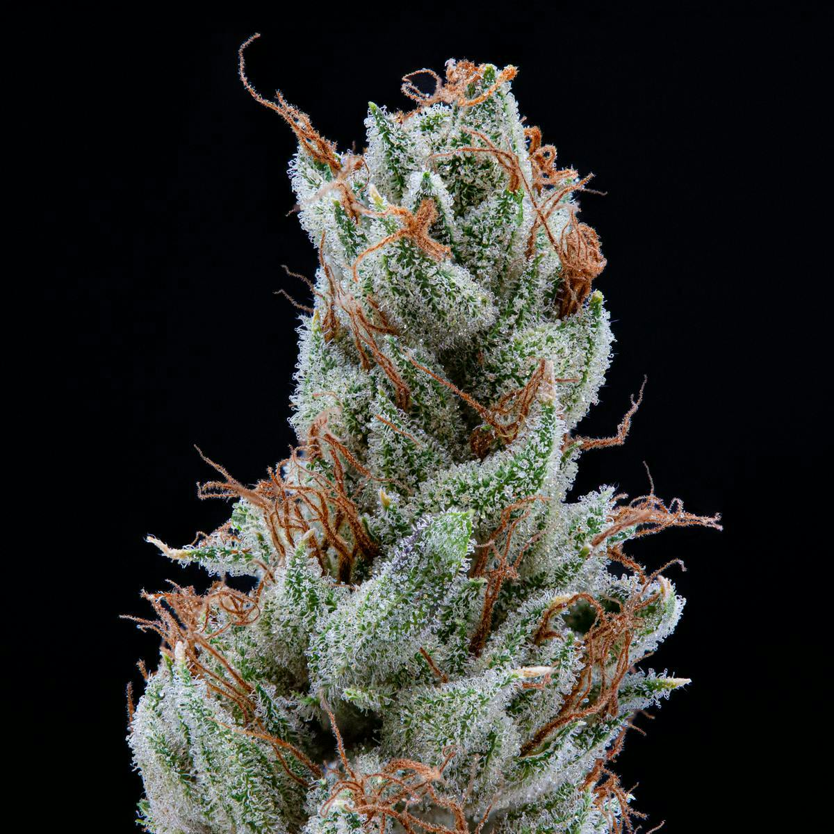 P37 - P37 | Garlic Bread | Big Buds - 1