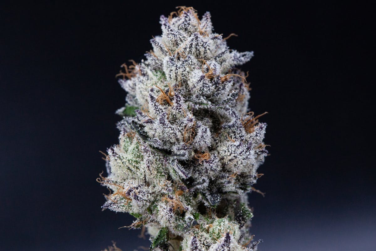 P37 - P37 | Gold Dust | Big Buds - 1