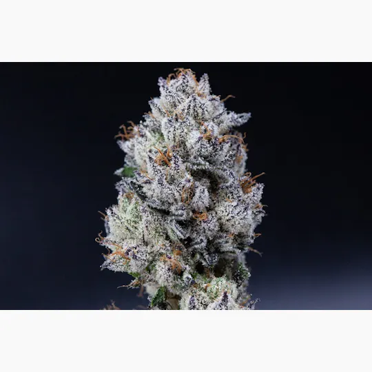 P37 - P37 | Gold Dust | Big Buds - 1