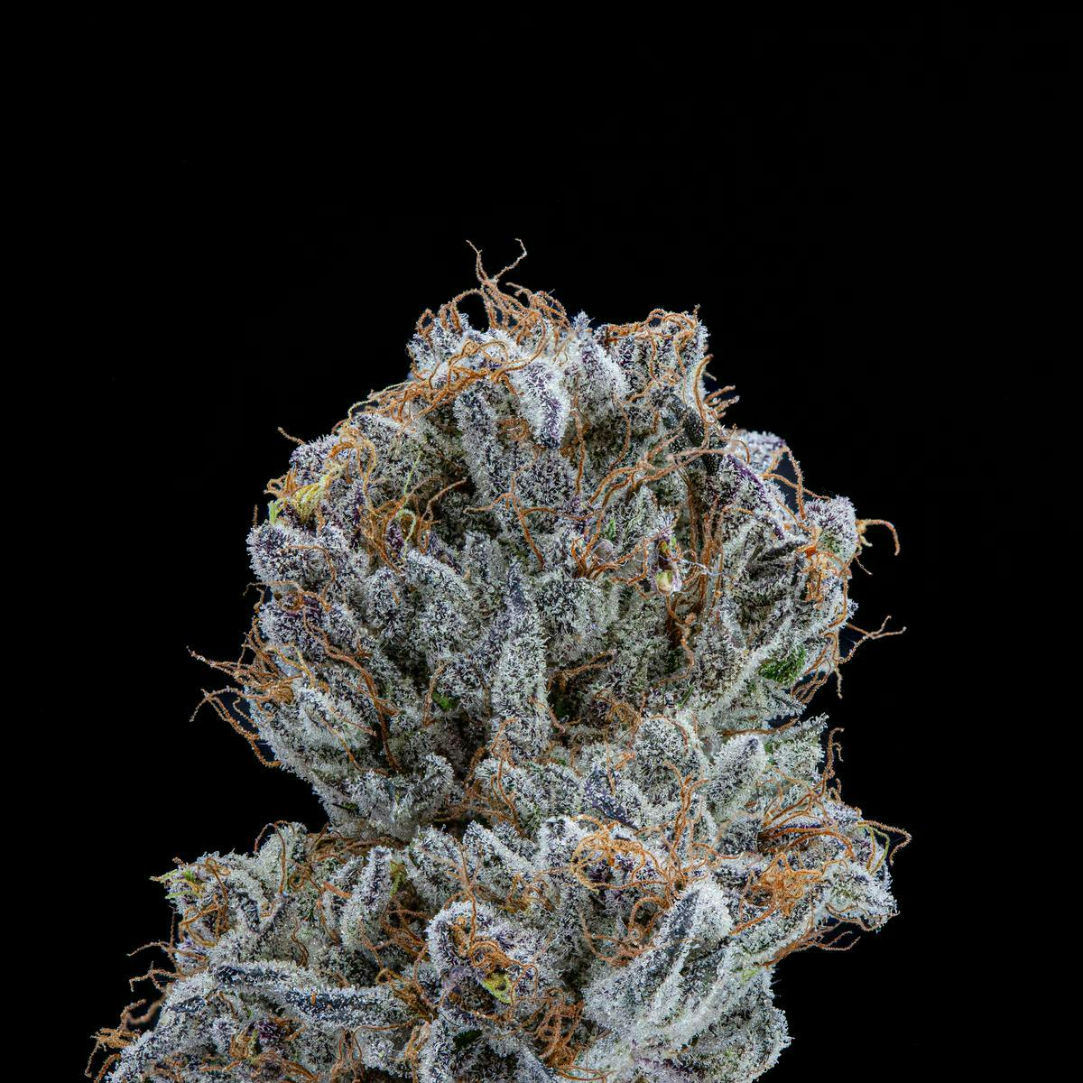 P37 - P37 | King of the North | Big Buds - 1