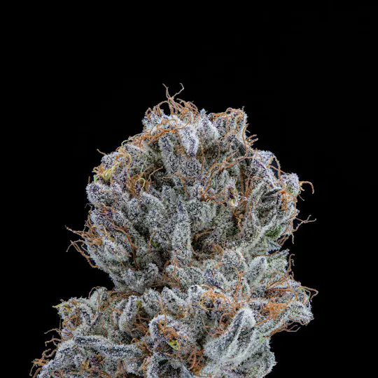P37 - P37 | King of the North | Big Buds - 1