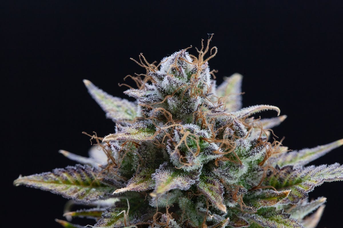 P37 - P37 | Modified Banana Bx1 | Big Buds - 1