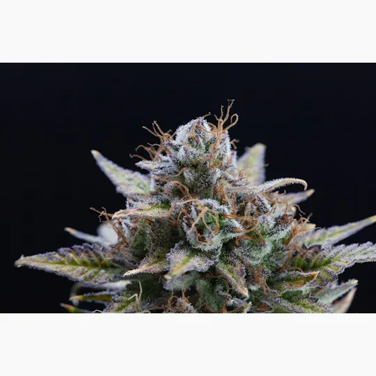 P37 - P37 | Modified Banana Bx1 | Big Buds - 1