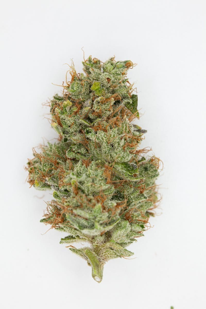 P37 - P37 | Ocean Water | Big Buds - 1