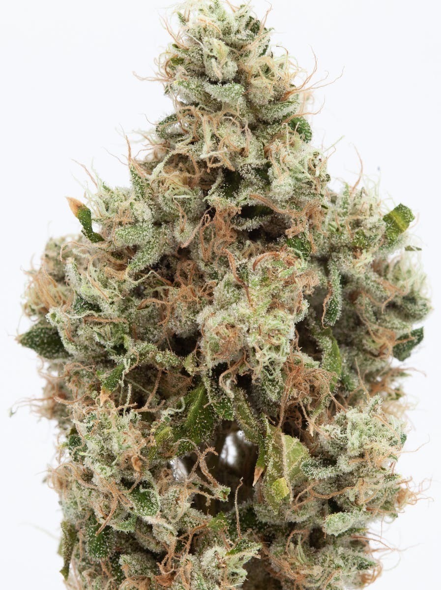 P37 - P37 | OG Zest | Big Buds - 1