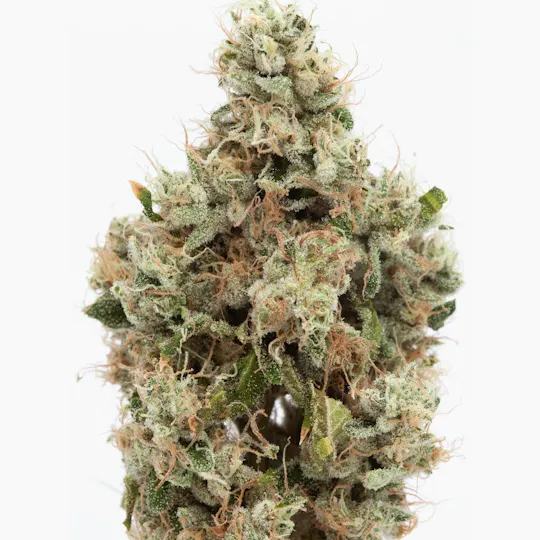 P37 - P37 | OG Zest | Big Buds - 1
